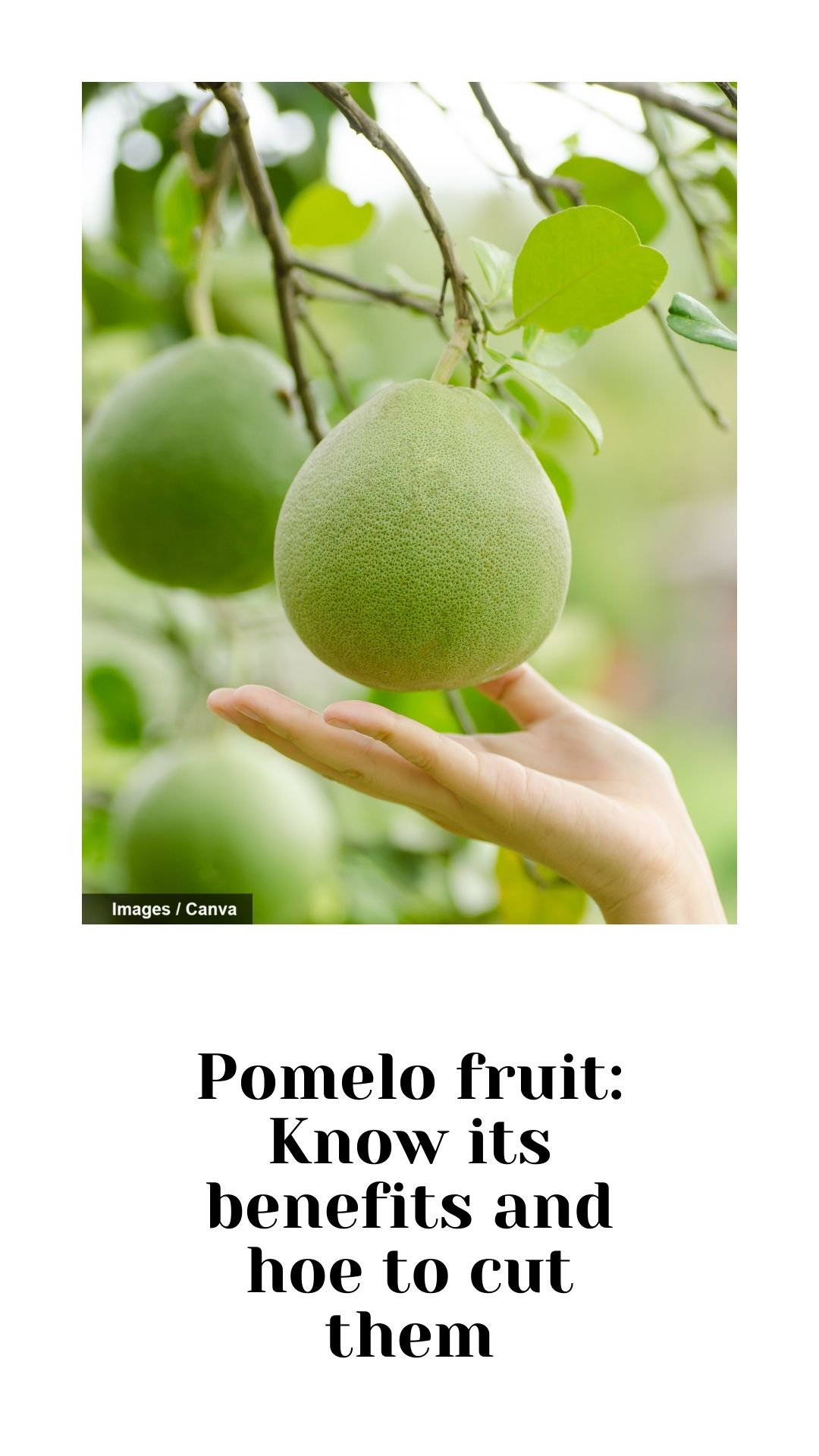 Pomelo fruit Know its benefits and how to cut them The Indian Express
