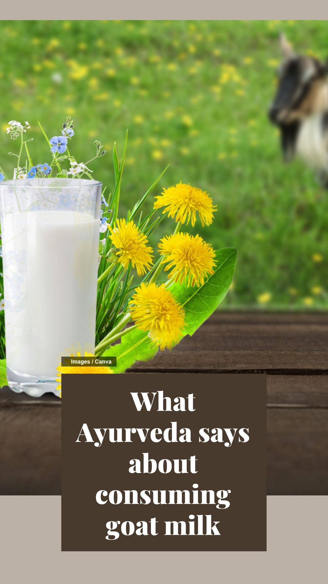 Here’s what Ayurveda says about consuming goat milk The Indian Express