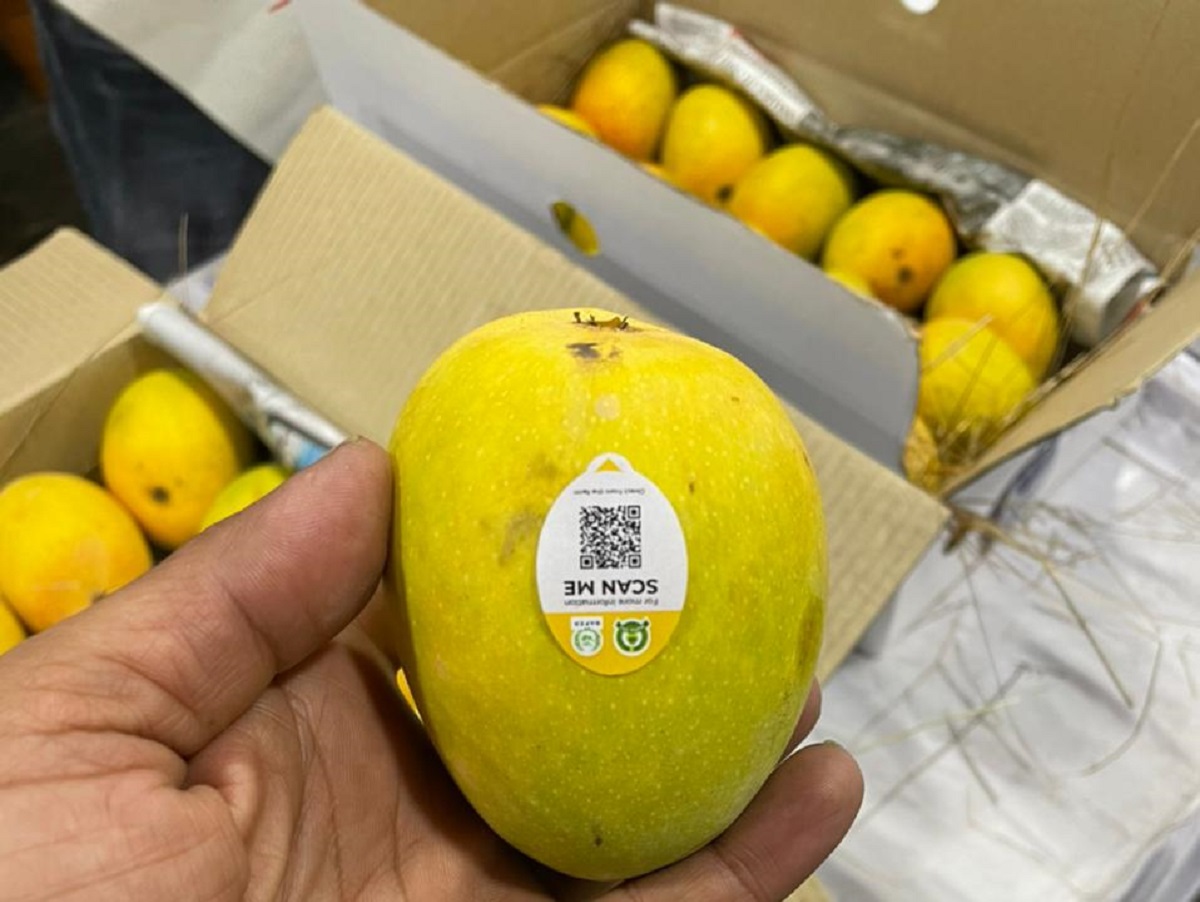 Pune At MahaFPC, QR codes on mangoes are helping buyers check even the tree from which a fruit