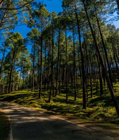 Here Is How You Can Make The Most Of Your Binsar Getaway