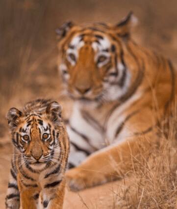International Tiger Day: Spot The Big Cat At These National Parks In India