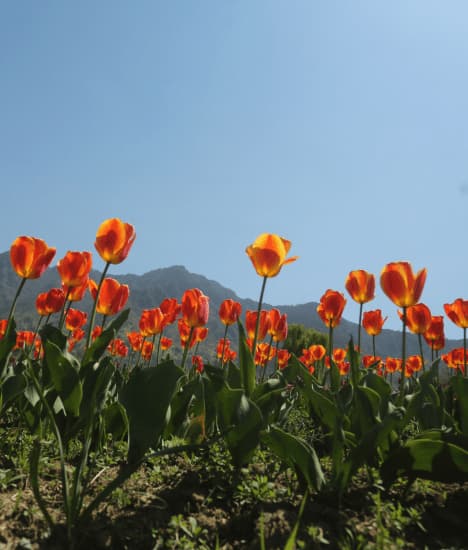 A Feast For The Eyes: Explore The Vibrant Tulip Garden Of Kashmir