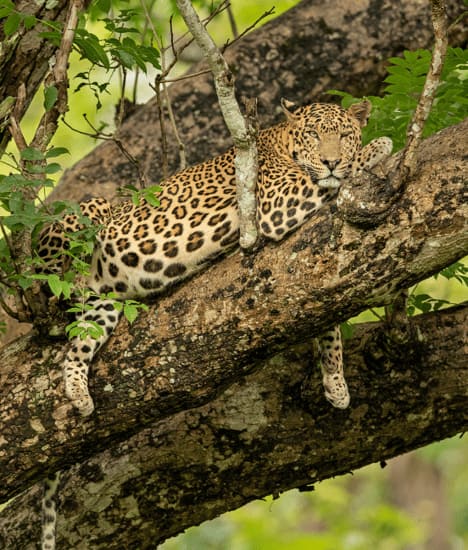 A Visual Journey Through Bandipur Tiger Reserve