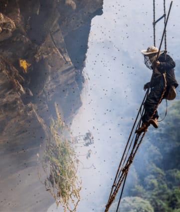All For A Buzz: Nepal’s Rare Himalayan Honey That Takes (And Gets) You High