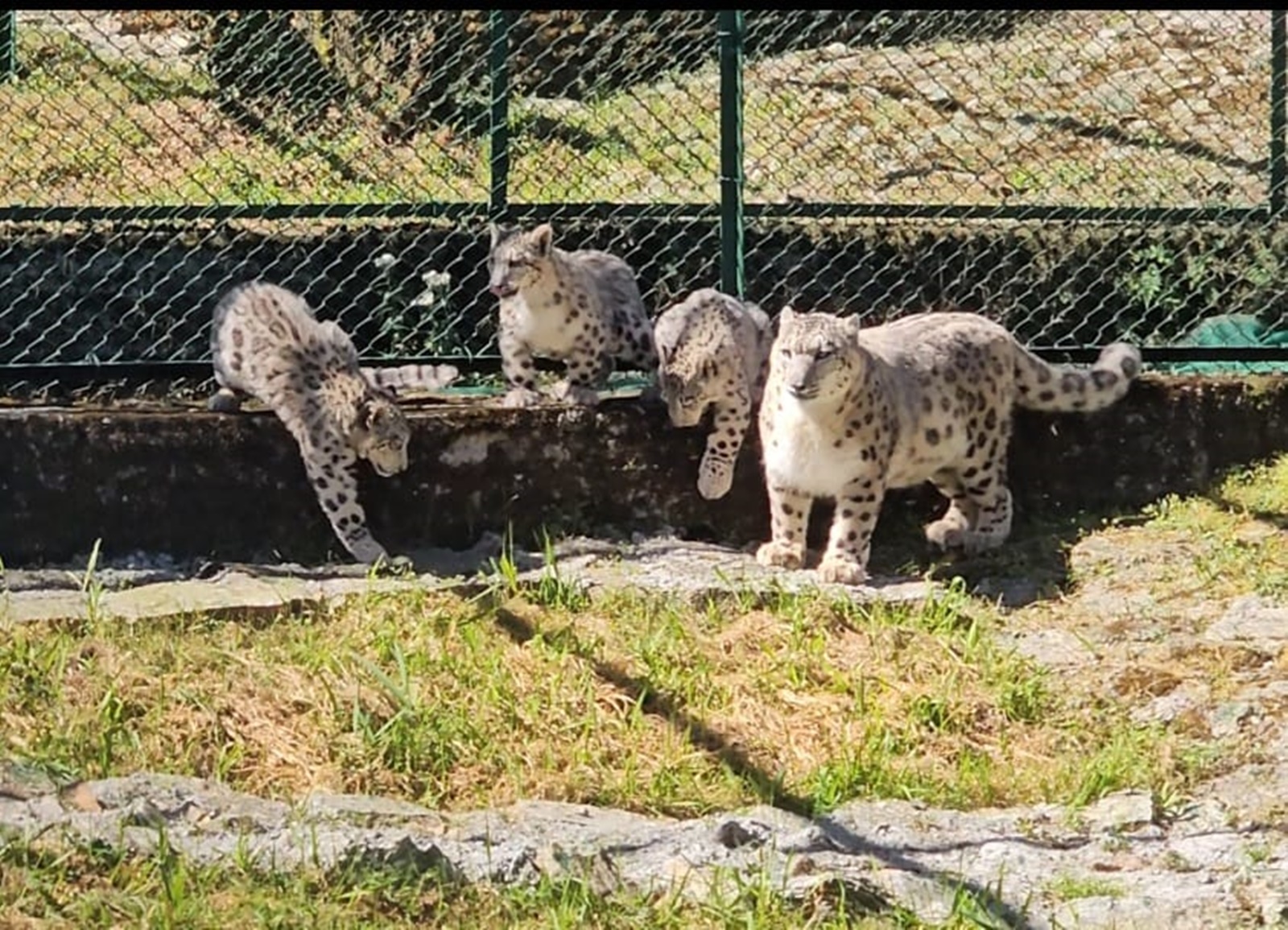 With world’s largest number of Snow Leopards in captivity, how