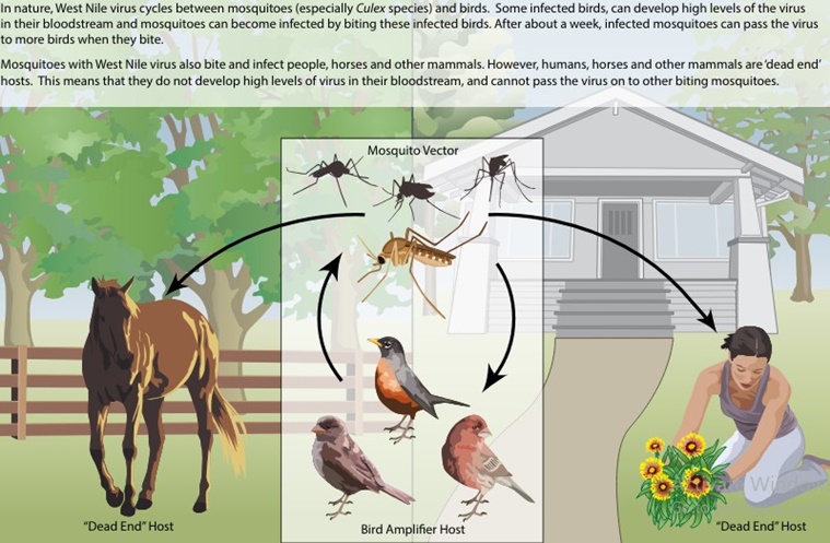 Is West Nile Virus Next What Is West Nile Virus Symptoms Prevention Italys Warning - i2qr9zx