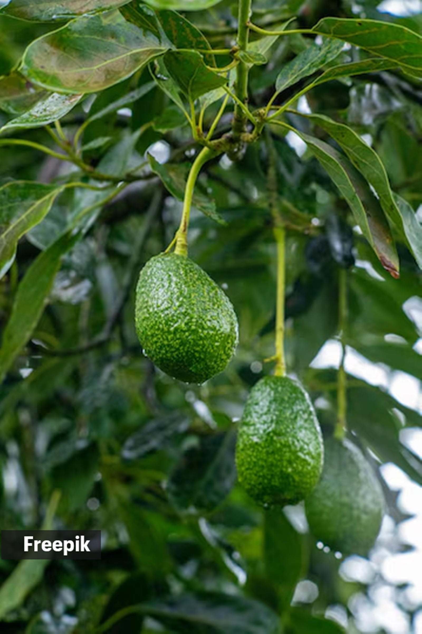 Theprivateavocado: The Environmental Impact - 3f4lygd