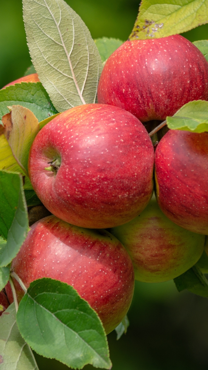 Why apples might be the secret to healthier skin and fewer breakouts