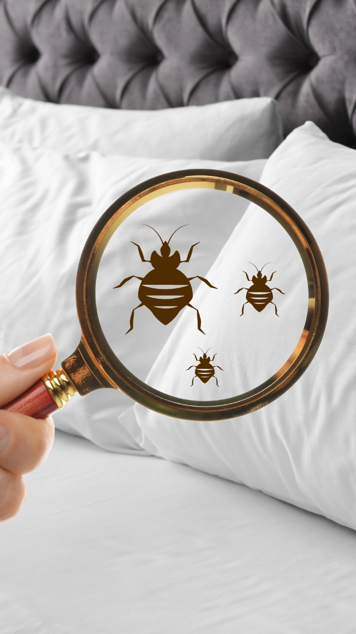 Bed bugs