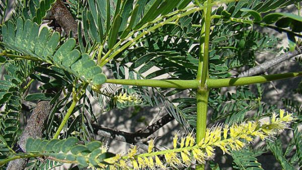 Prosopis Juliflora grows in arid and semi-arid areas.